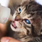 Care and Feeding Newborn Kittens