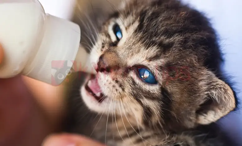 Догляд та годування новонароджених кошенят