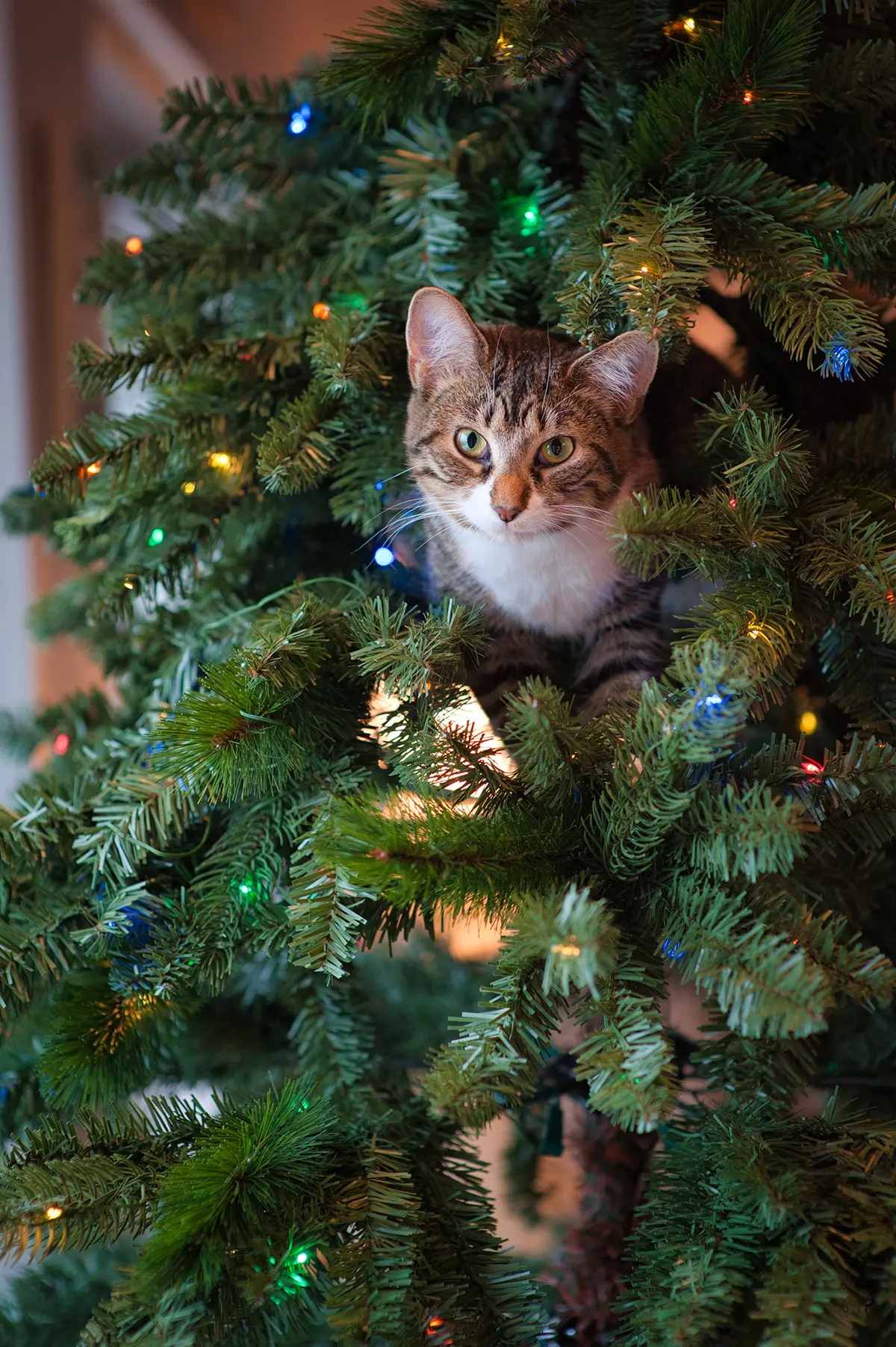 How do you keep the cat away from the Christmas tree?