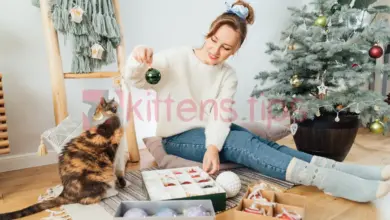 Cat is playing with glass bubble