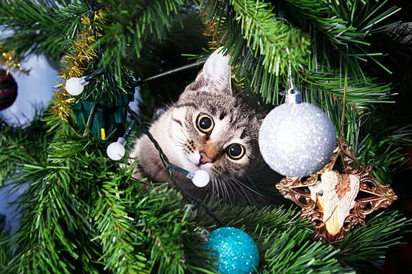 Kat op kerstboom