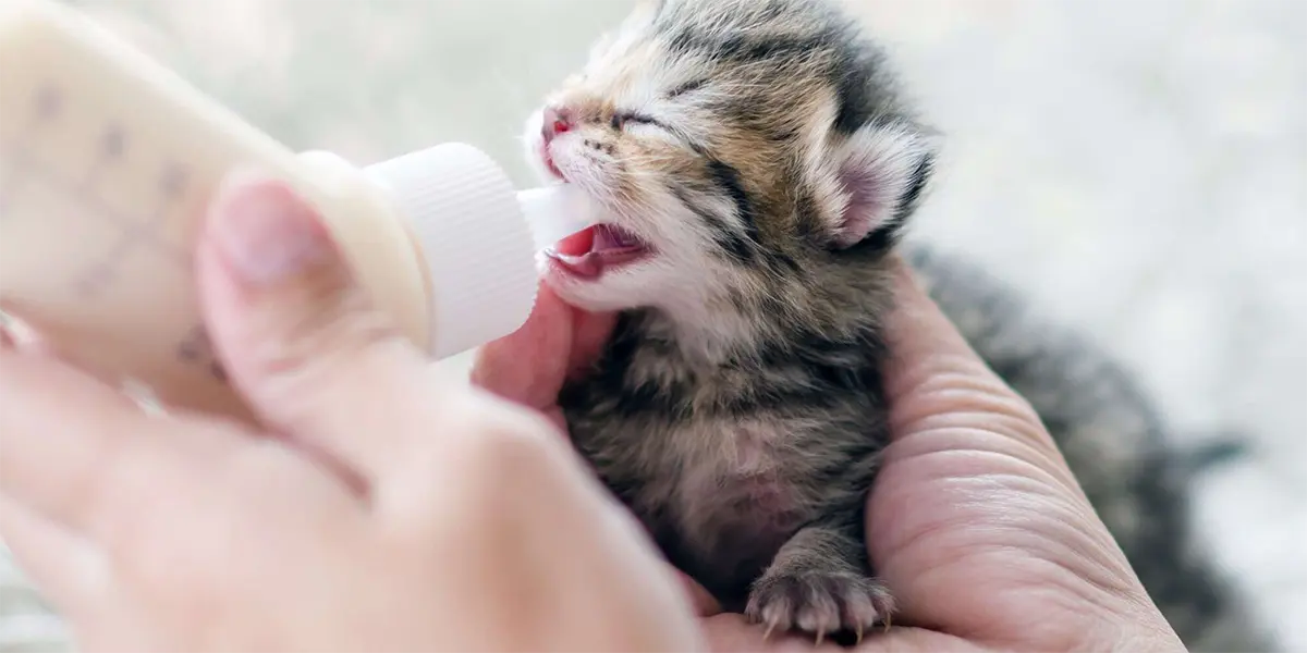 Caring for Abandoned Newborn Kittens Without a Mother Cat