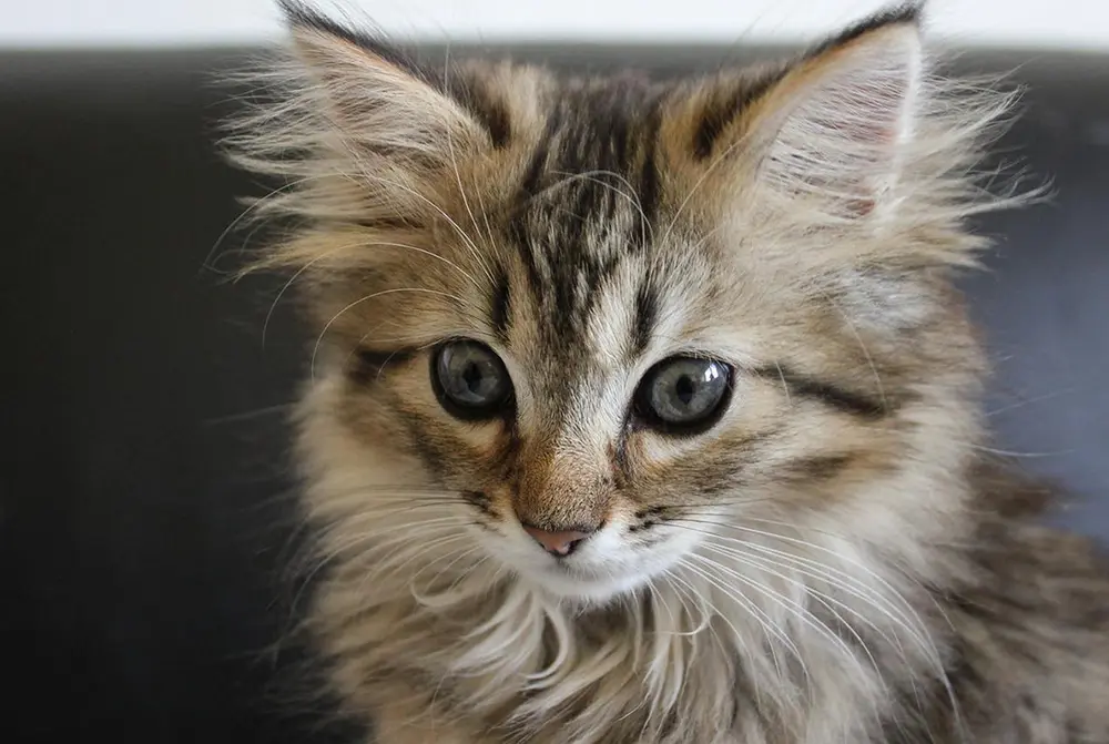 Norwegian Forest Cat Kitten