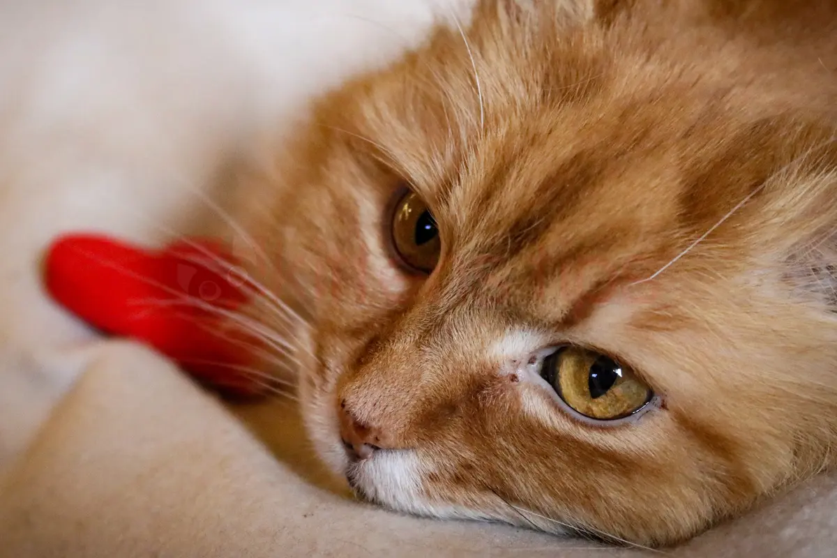 Kardiomiopatia przerostowa u kotów
