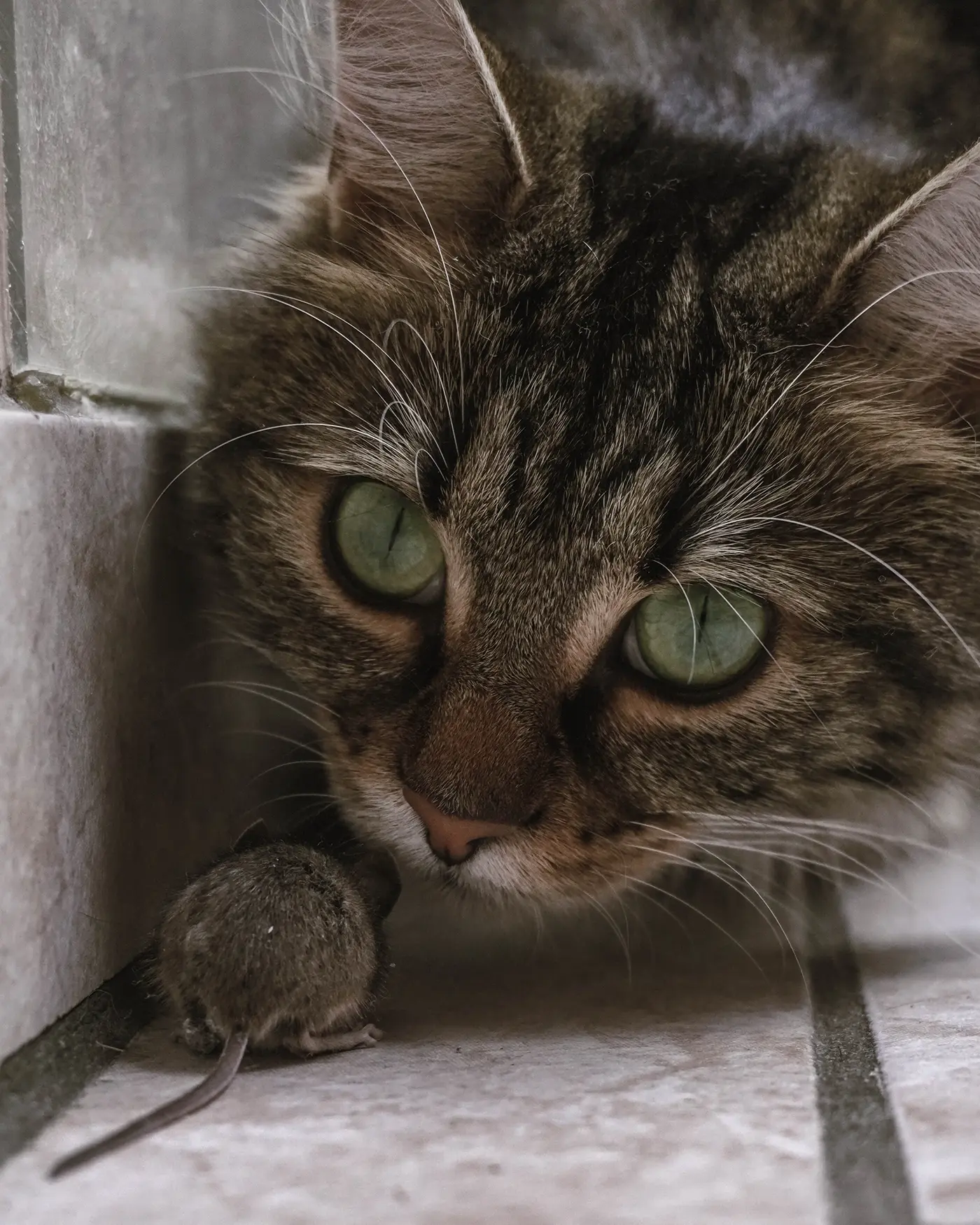 Hvorfor bringer katte mus eller fugle, levende firben eller legetøj til deres ejere?