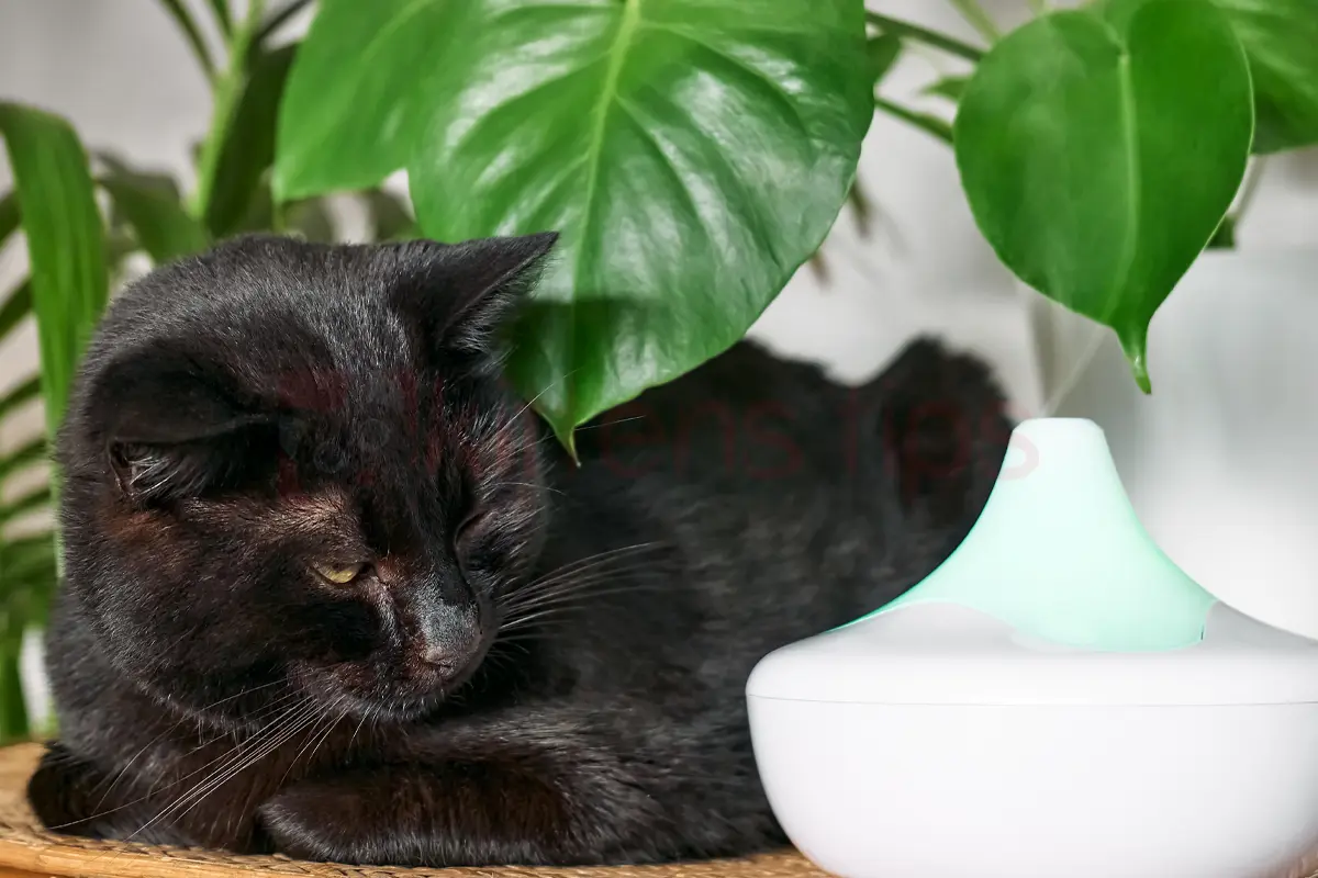 Toxické esenciální oleje pro kočky