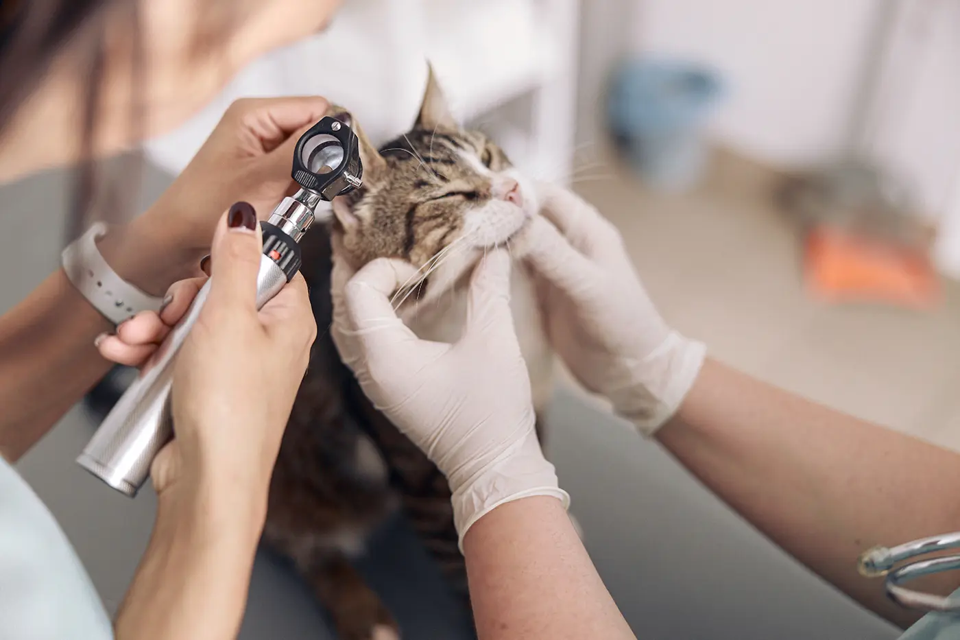 Mange in Cats – Types of Mange and Treatment
