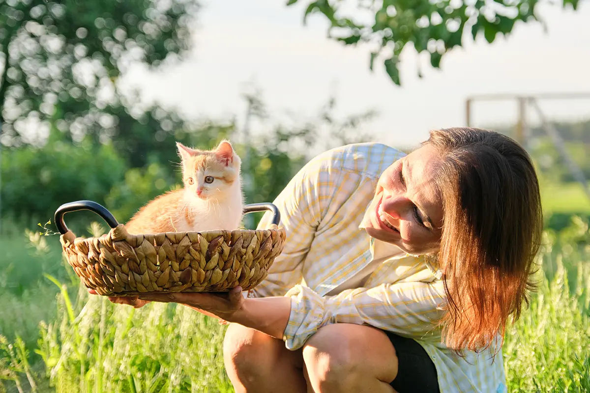 Hvordan oppdra en glad kattunge. 10 veldig nyttige tips