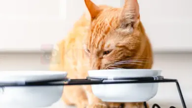 Capire perché un gatto mangia senza masticare