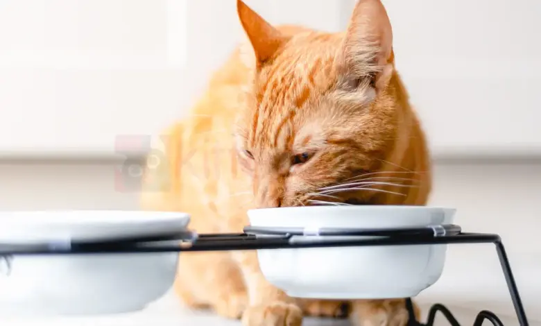 Begrijpen waarom een ​​kat eet zonder te kauwen