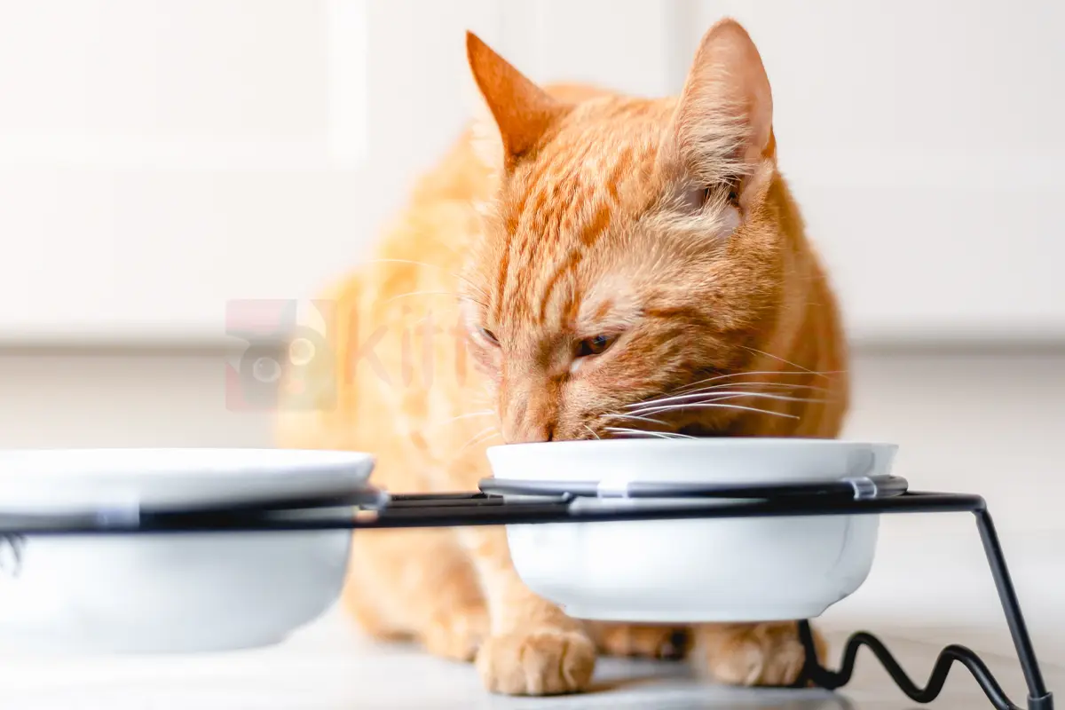 Understanding why a cat eats without chewing