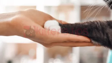 Ataxie bij katten. Oorzaken, symptomen en behandelingen