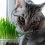 Catnip (Nepeta cataria) - What Is It and Its Effects on Cats