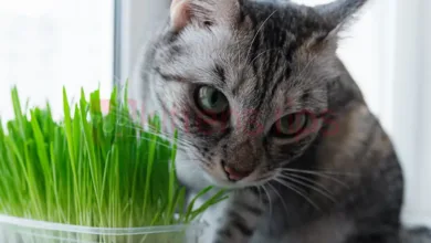 النعناع البري (Nepeta cataria) - ما هو وتأثيره على القطط