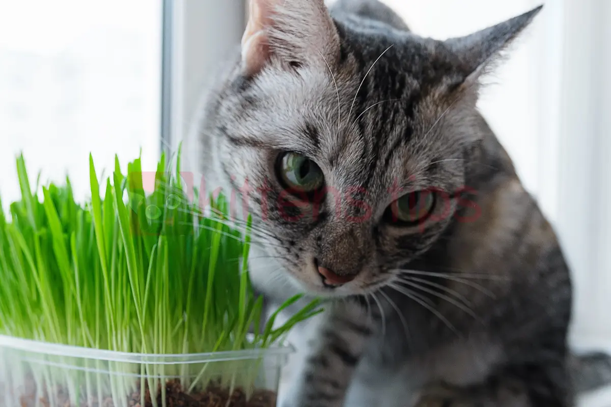 Herbe à chat (Nepeta cataria) - Qu'est-ce que c'est et ses effets sur les chats