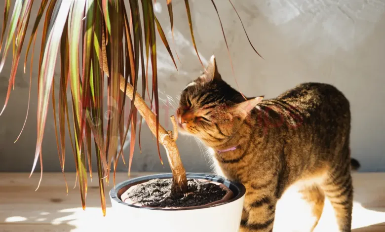 What are the toxic plants for cats (poisonous) and non-toxic plants