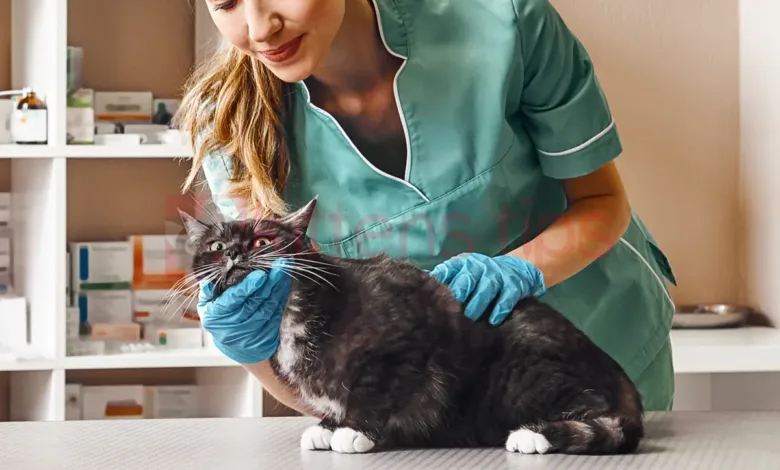 Por que ocorre hipersalivação em gatos – Salivação excessiva