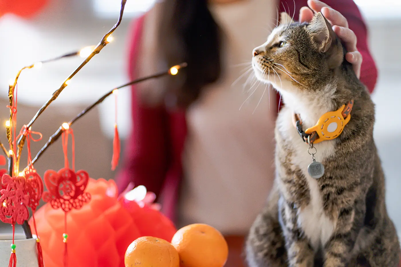 10 Tips to Protect Your Cat from Firework Bangs and Firecrackers