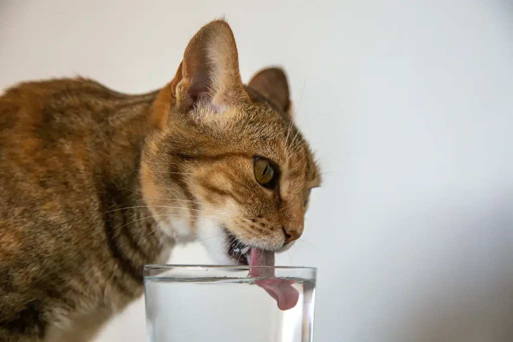 Katten drinken water in een unieke stijl
