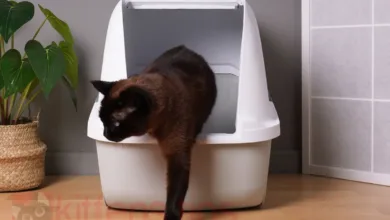 猫がトイレの外で放尿？この問題を解決する方法。