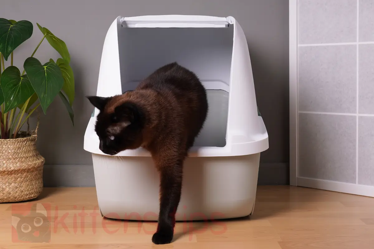 Katten urinerer utenfor søppelboksen? Hvordan løse dette problemet.