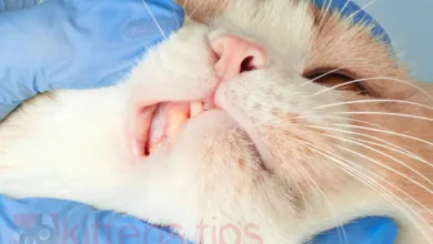 Dental Resorption in Cats