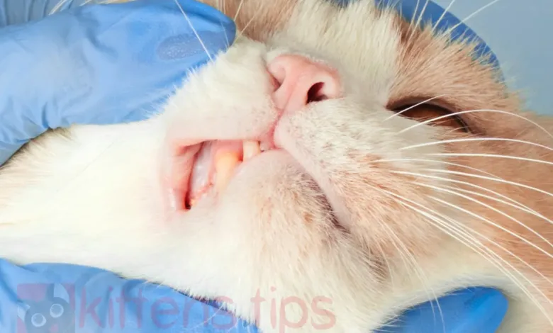 Reabsorción dental en gatos