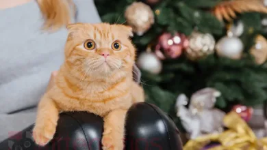 Πώς να προστατέψετε τη γάτα σας από τα πυροτεχνήματα της παραμονής της Πρωτοχρονιάς