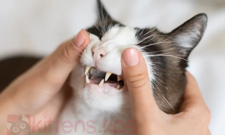 Maladie parodontale chez le chat. Causes, symptômes et traitement