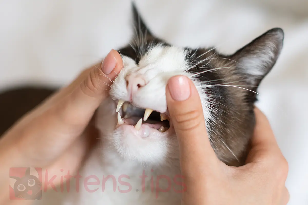 猫の歯周病。原因、症状、治療法