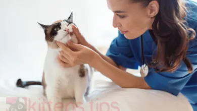 Stomatitida u koček: Zánět ústní sliznice