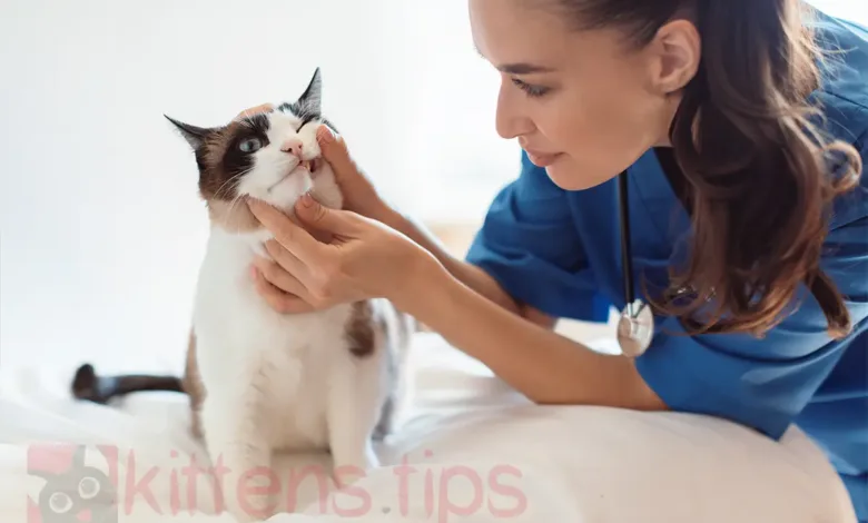 猫の口内炎：口腔粘膜の炎症