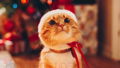 Piante di Natale tossiche per gatti