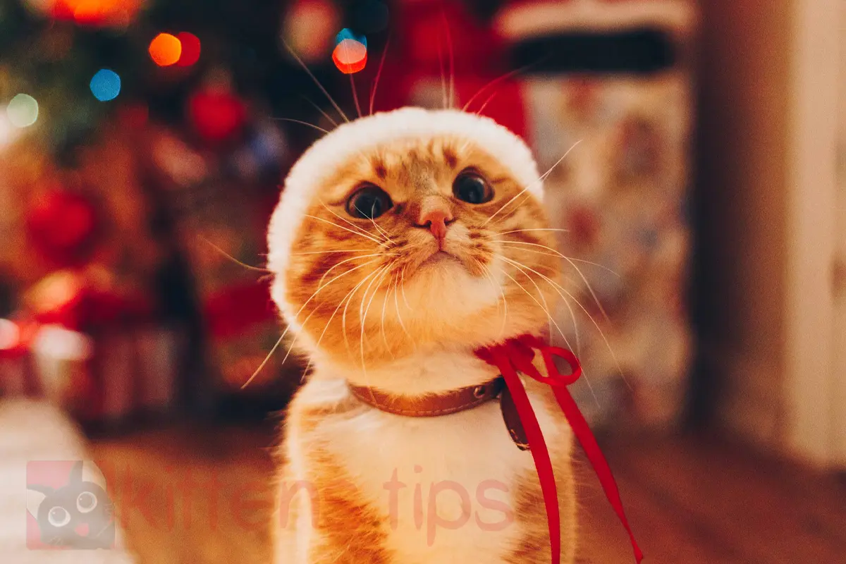 Piante di Natale tossiche per gatti