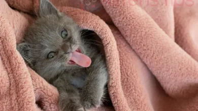 Hvorfor har katte grove tunger, og hvilket formål tjener de