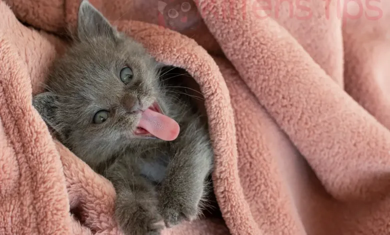 ¿Por qué los gatos tienen la lengua áspera y para qué sirven?