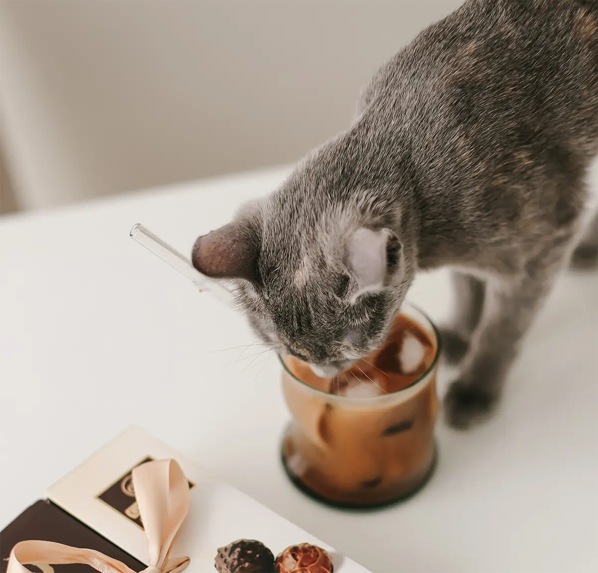 ¿Qué alimentos humanos son tóxicos para los gatos?