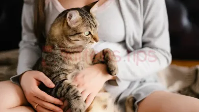 Γάτες και έγκυες γυναίκες. Πρέπει να αφαιρεθεί η γάτα;