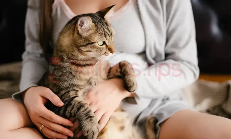 Kissat ja raskaana olevat naiset. Pitäisikö kissa poistaa?