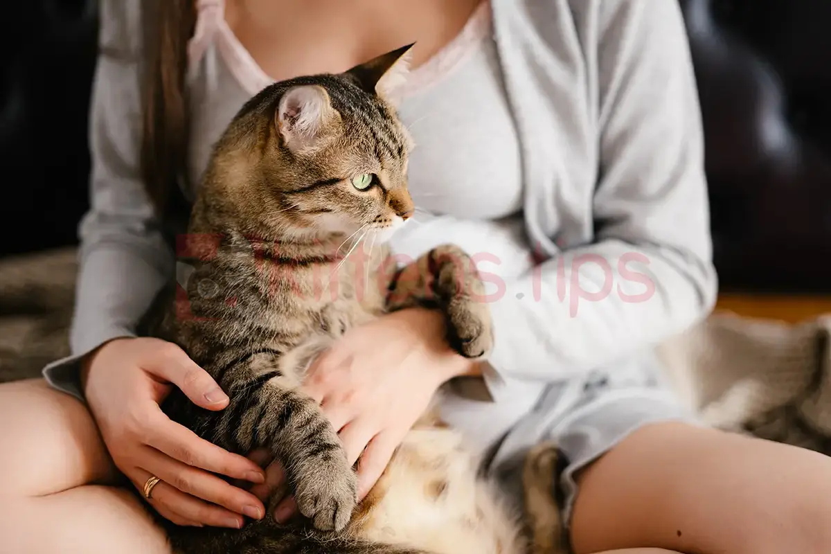 Cats and pregnant women. Should the cat be removed?