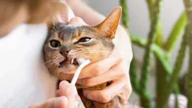 Nettoyage dentaire pour chats. Quand est-ce fait et qu’est-ce que cela implique ?
