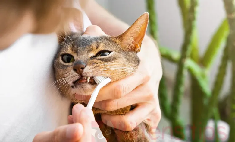 貓的牙齒清潔。什麼時候完成以及涉及什麼？