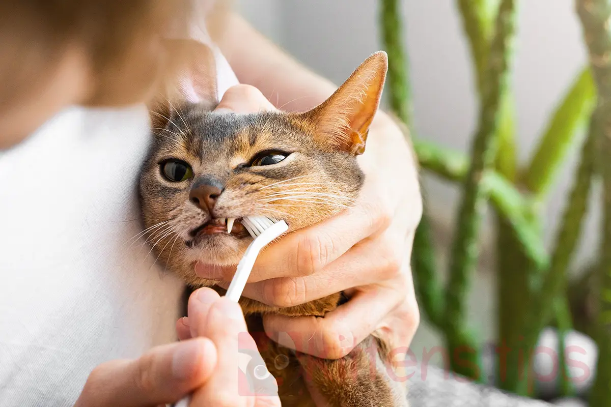 Czyszczenie zębów dla kotów. Kiedy się to robi i na czym polega?