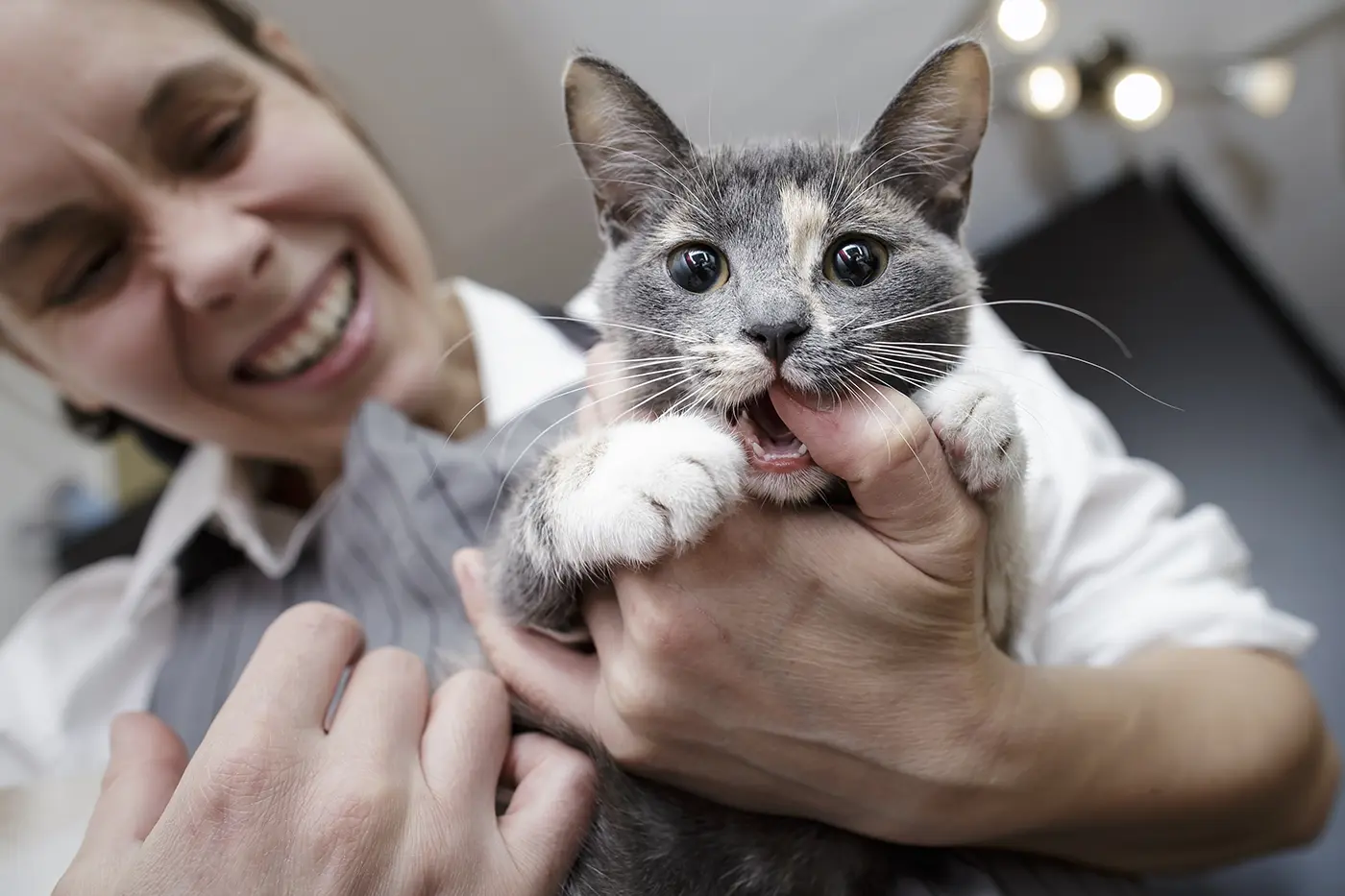 Tannrengjøring for katter