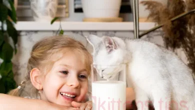 ¿Se recomienda la leche para gatos?