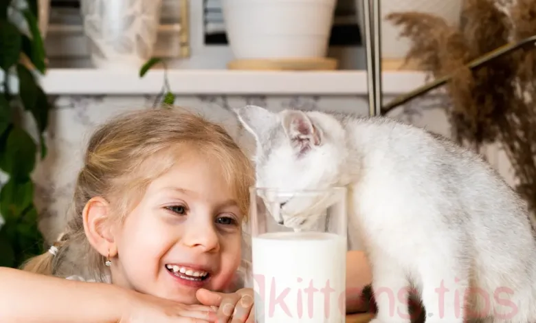 Wordt melk aanbevolen voor katten?