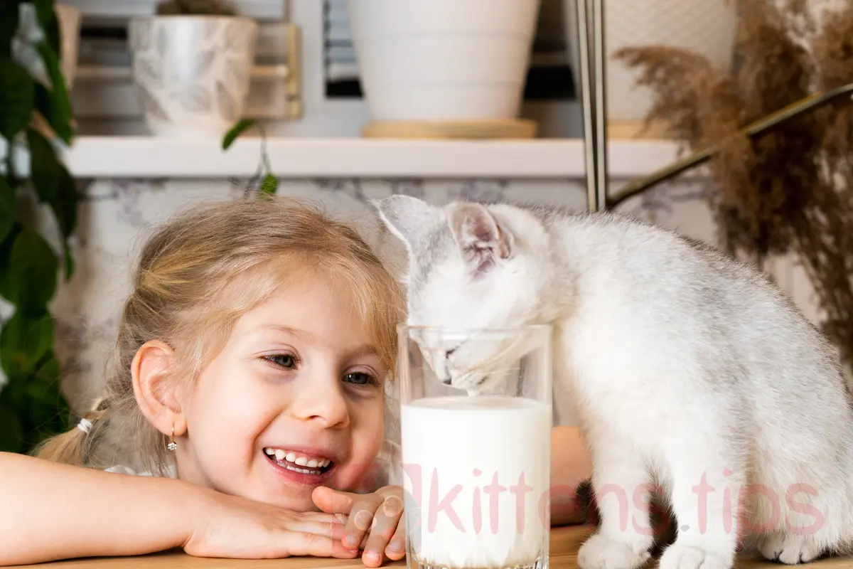 Maitoa suositellaan kissoille