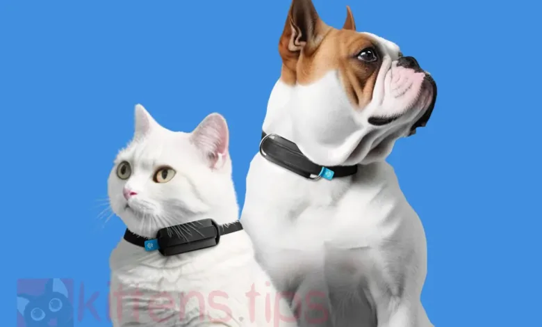 Minitailz Smart Pet Tracker. Portable AI device for monitoring the health of cats and GPS.