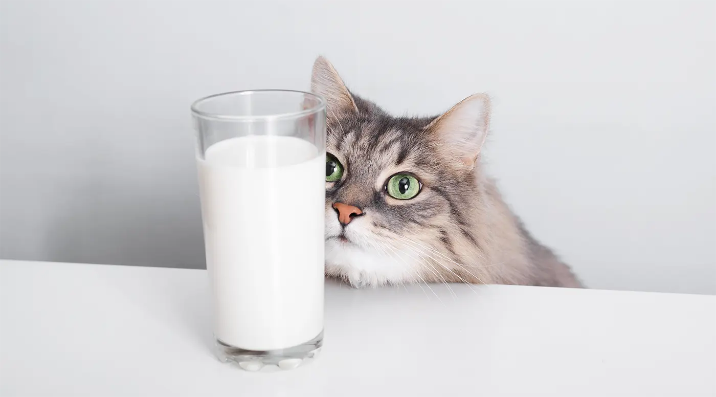 What kind of milk is recommended for cats
