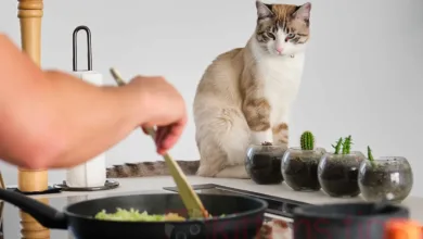 Which human foods are toxic to cats?